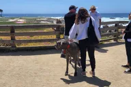 San Francisco Monterey and Carmel Private Tour thumbnail 3