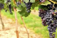 San Francisco Napa & Sonoma Wine Tour with Hop-on Hop-off thumbnail 5