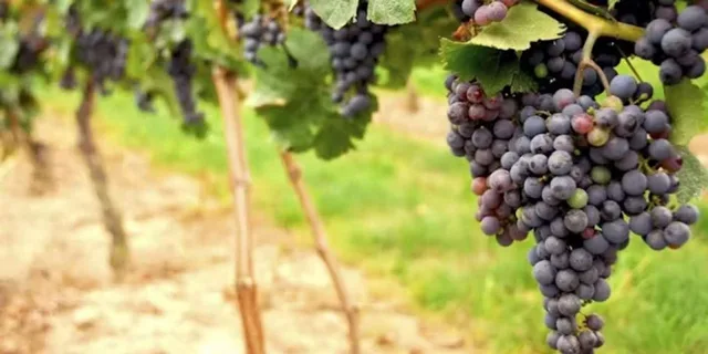 San Francisco Napa & Sonoma Wine Tour with Hop-on Hop-off - Image 5