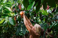 Kauai Chocolate Farm Tasting Tour thumbnail 3