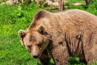 Hoonah Bear Island Shore Excursion thumbnail 1