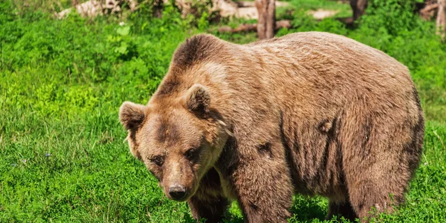 Hoonah Bear Island Shore Excursion - Image 1