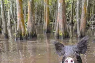 New Orleans Airboat or Pontoon Boat Cruise thumbnail 4