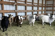Fredericksburg Baby Goat Cuddling and Wine Tour 30 min thumbnail 5