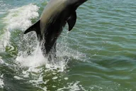 Marco Island 10,000 Islands Shelling Boat Tour 2 hr thumbnail 3