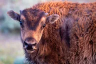 Yellowstone Wildlife Day Adventure thumbnail 3