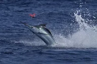Kona Fishing Charter 8 Hr thumbnail 5