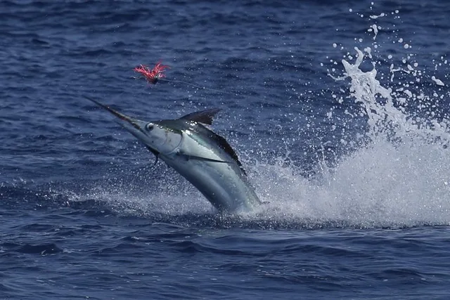 Kona Fishing Charter 8 Hr - Image 5