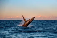 Oahu Whale and Dolphin Watch Boat Cruise 90 Min thumbnail 5