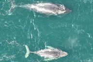 Alaska Whale Watching Drone Tour 3 hr thumbnail 6