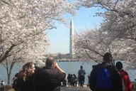 Washington DC Cherry Blossoms Tour with Retired Ranger thumbnail 2