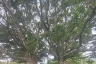 Maui East Side Hiking Tour thumbnail 4