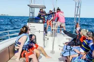 Orange Beach Parasailing Experience thumbnail 5