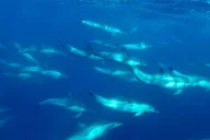 San Diego Snorkel Adventure thumbnail 5