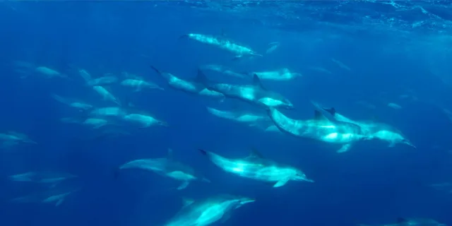 San Diego Snorkel Adventure - Image 5
