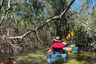 Sarasota Mangrove Kayak Tour with Hidden Beach thumbnail 2