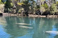 Crystal River Manatee Eco-Tour Boat Ride thumbnail 1