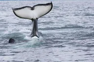 Seward Kenai Fjords Glacier & Wildlife Cruise 6 hr thumbnail 4