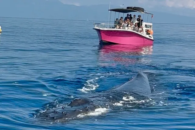 Maui Whale Watching Tour at Midday - Image 5