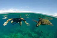 Maui Paddle, Snorkel, and Surf Adventure thumbnail 1