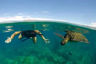Maui Paddle, Snorkel, and Surf Adventure