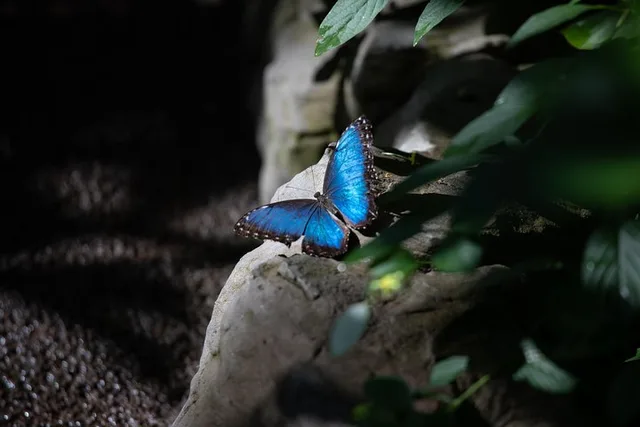 Houston Museum of Natural Science and Cockrell Butterfly Center - Image 3