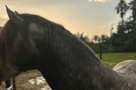 Miami Horseback Riding Tour with Instructor 1 hr thumbnail 4