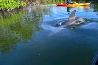 Naples Mangrove Kayak Tour with Biologist Guides thumbnail 4