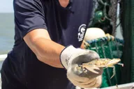 Hilton Head Island Crabbing Expedition Boat Tour thumbnail 2
