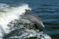 Punta Gorda Dolphin Tour thumbnail 1
