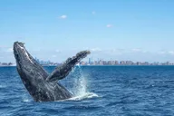 New York City Whale Watching Cruise thumbnail 1