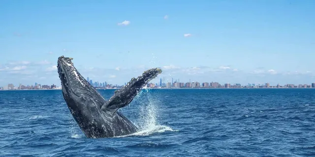 New York City Whale Watching Cruise - Image 1