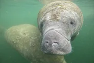 Crystal River Manatee Swim Tour thumbnail 2