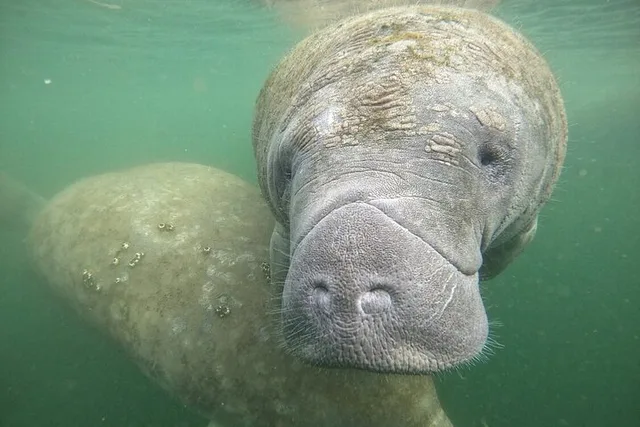 Crystal River Manatee Swim Tour - Image 2
