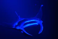 Kailua-Kona Manta Ray Night Snorkeling Adventure thumbnail 5
