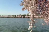 Washington D.C. Cherry Blossom Tour from Boston 3-Day thumbnail 5