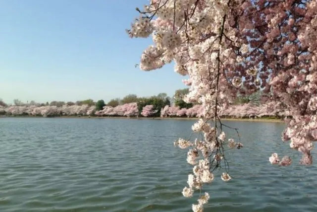 Washington D.C. Cherry Blossom Tour from Boston 3-Day - Image 5