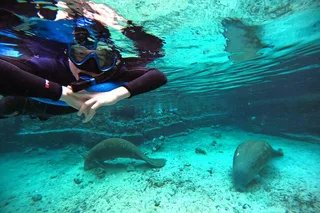 Crystal River Manatee Swim 3 hr