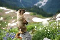 Seattle Mount Rainier Private Day Tour thumbnail 3