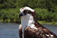 Crystal River Boat and Nature Tour thumbnail 4