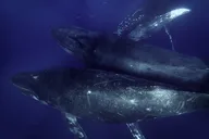 Maui Kayak and Whale Watching Tour 3 hr thumbnail 4