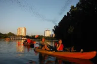Austin Bat Watching Kayak Tour at Evening thumbnail 6