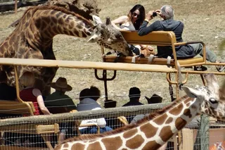 San Francisco Redwood Safari Adventure