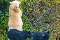 Ketchikan Custom Wildlife and More Tour 2 hr thumbnail 2