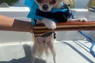 Orlando Sailing Tour with Instructor 2 hr thumbnail 3