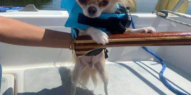Orlando Sailing Tour with Instructor 2 hr - Image 3