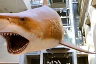 Washington DC Natural History Museum Guided Tour thumbnail 6