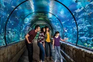 Las Vegas Shark Reef Aquarium Entry thumbnail 1