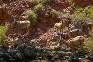 Black Canyon Narrows Kayak & Hike Tour thumbnail 4