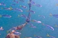 West Palm Beach Jet Snorkel Tour with Videos thumbnail 4